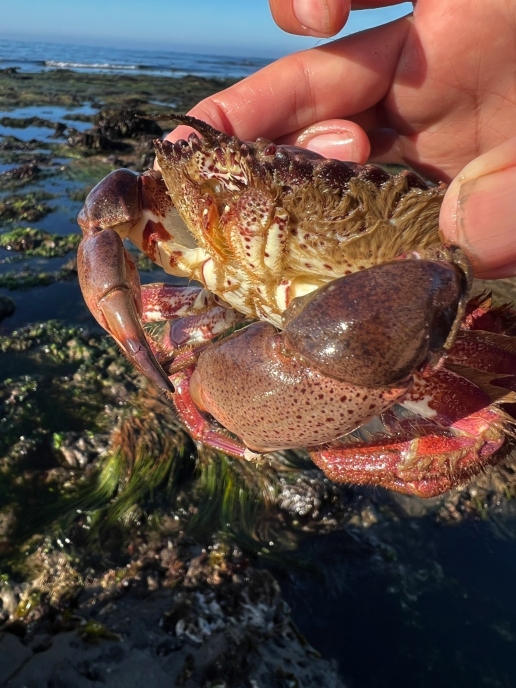 Red Rock Crab